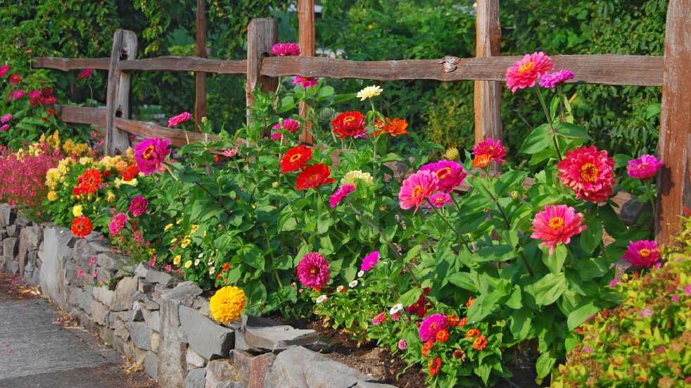 Zinnias